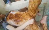 Three scat scenes