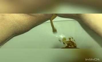 Brown poop over toilet